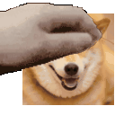 Maru-inspired Shiba Inu Pet Pet GIF