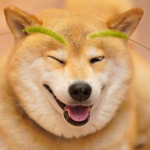 Maru Shiba Inu Pet Pet