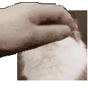 Ragdoll Cat Pet Pet Animation