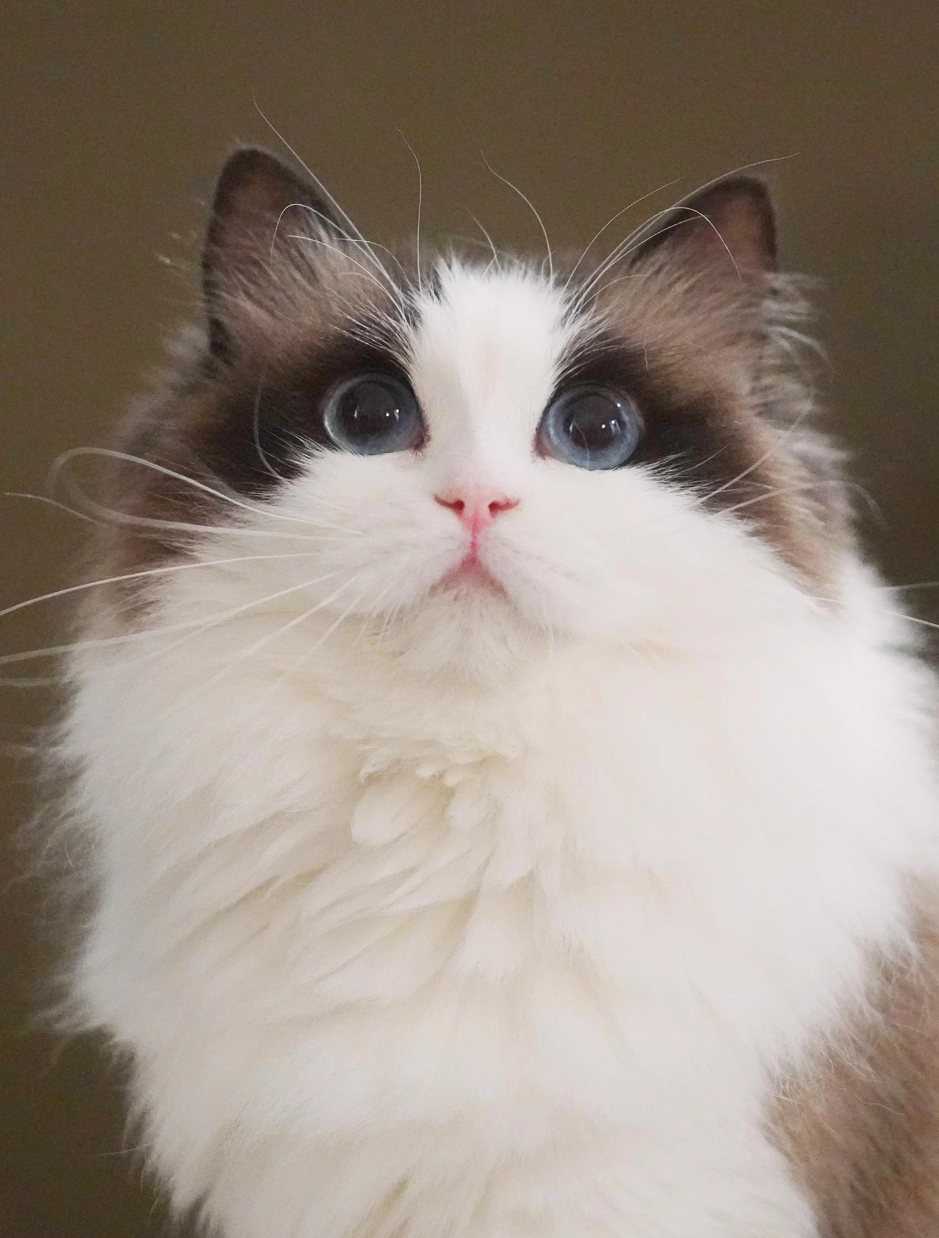 Ragdoll Cat Pet Pet Tutorial